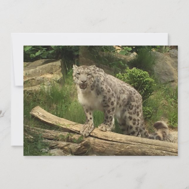 La panthère (Devant)