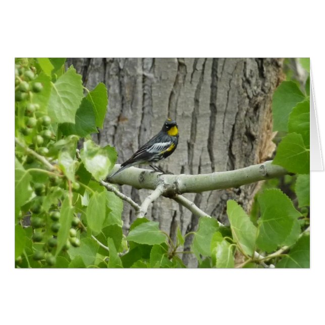 La photographie de la Paruline d'Audubon (Devant horizontal)