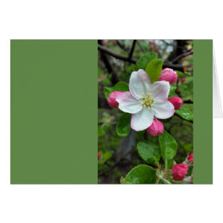 La pluie tombe sur une petite fleur