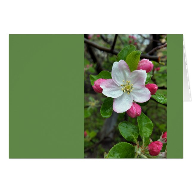La pluie tombe sur une petite fleur (Devant horizontal)