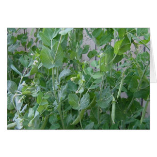 La princesse et le pois