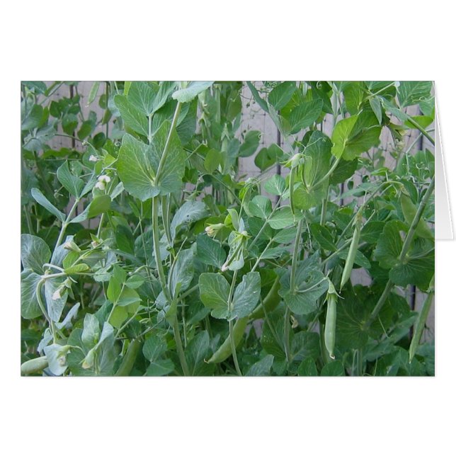 La princesse et le pois (Devant horizontal)