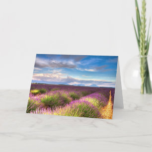 La Provence - la lavande met en place la carte de