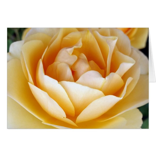 La rose jaune (Devant horizontal)