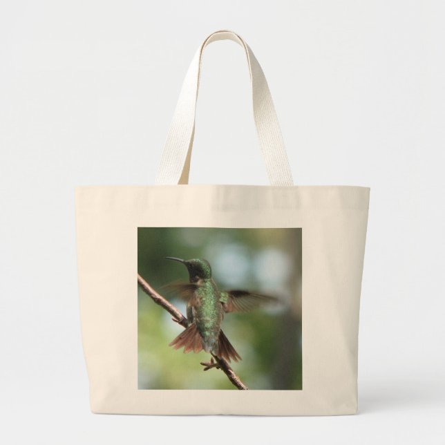 La Rubis-gorge prend le sac d'aile (Devant)