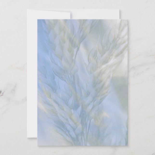 La Semence de Vie (Devant)