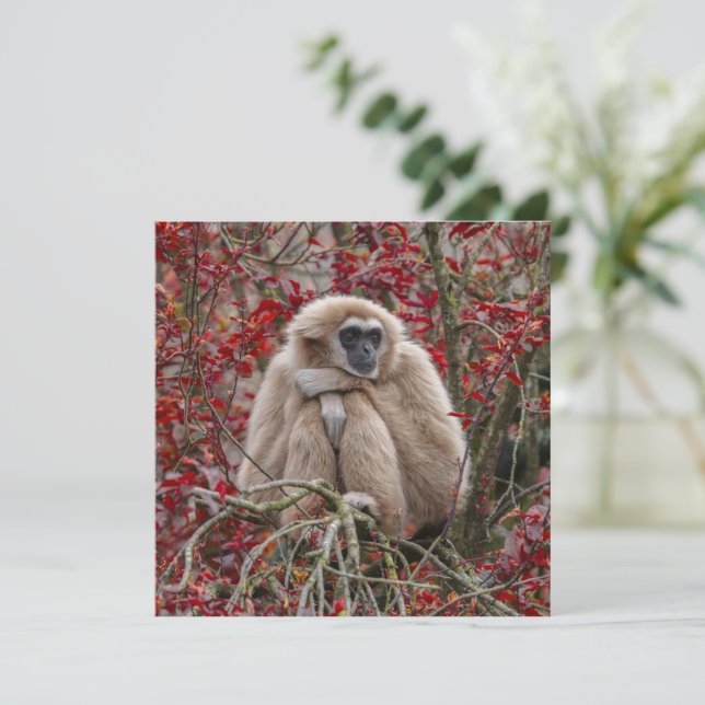 La solitude de Gibbon (Debout devant)