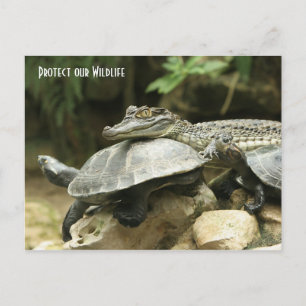 La tortue et la carte postale de crocodile