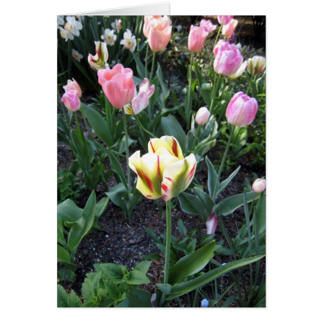 La tulipe se tiennent dans la foule (Devant)