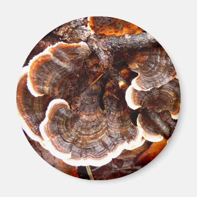 La Turquie Tails Magnet de champignons (Devant)