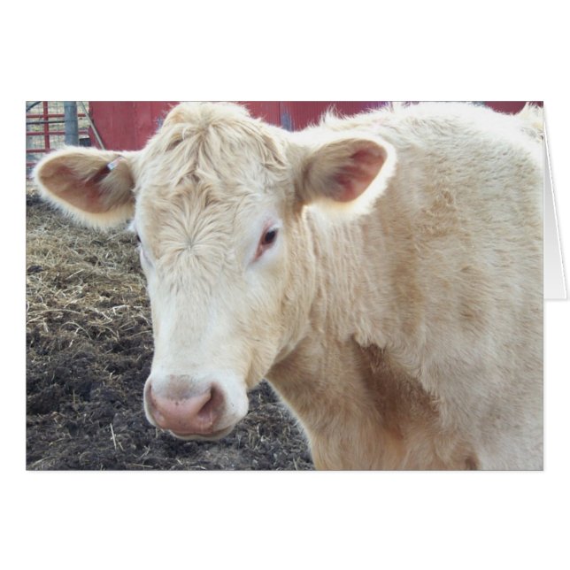 La vache de Carole (Devant horizontal)