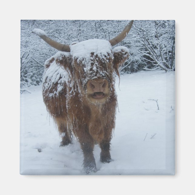 La vache Des Hautes Terres Dans Le Magnet De Neige (Devant)
