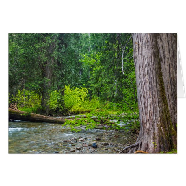 La zone panoramique des cèdres de Ross Creek (Devant horizontal)