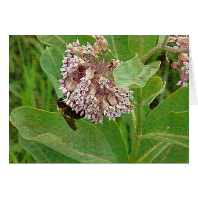 L'abeille bourdrée sur l'algue (Devant horizontal)