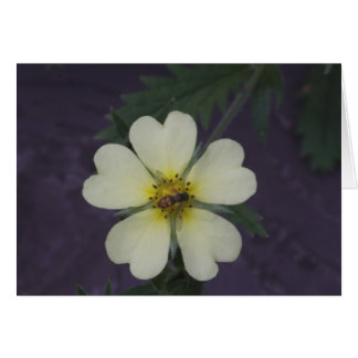 L'abeille sur le Cinquefoil