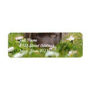 Laboratoire de chocolat dans des étiquettes
