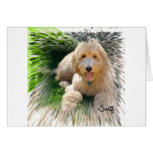 Labradoodle Goldendoodle