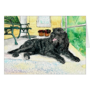 Labradoodle noir