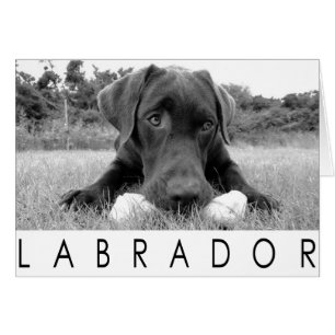 Labrador B&W