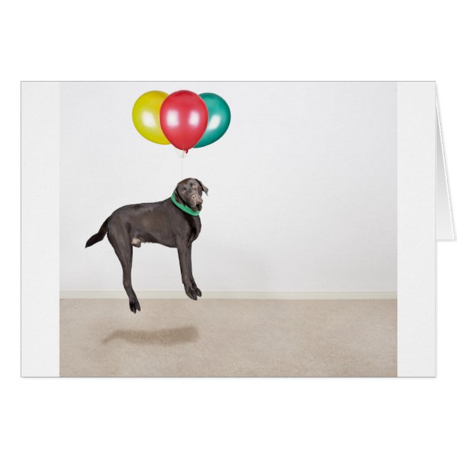 Labrador flottant (Devant horizontal)