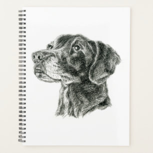 Labrador noir
