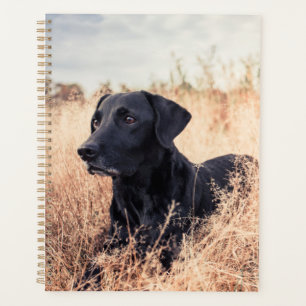 Labrador Noir En Graine Sèche