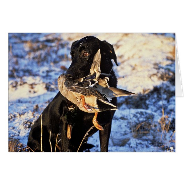 Labrador Retriever avec Drake Mallard (Devant horizontal)