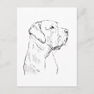 Labrador Retriever calme  Carte postale