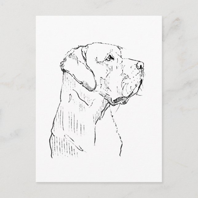 Labrador Retriever calme  Carte postale (Devant)