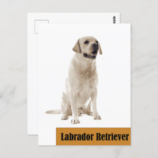 Labrador Retriever Chien photo Carte postale