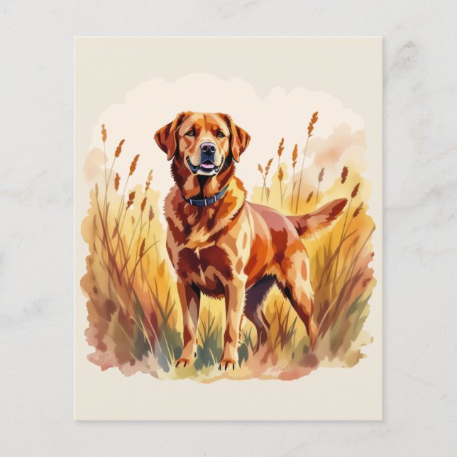 Labrador Retriever Chien Rouge Renard (Devant)