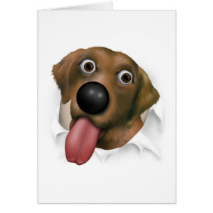 Labrador retriever (chocolat) éclatant