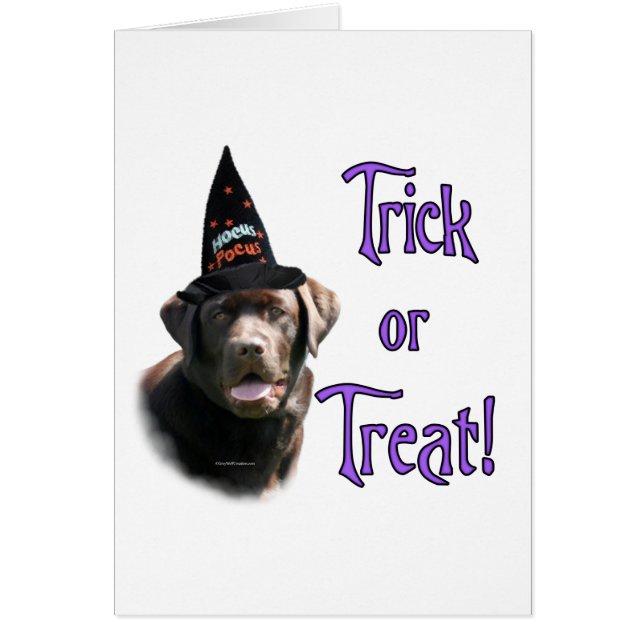 Labrador Retriever (chocolat)Trick (Devant)