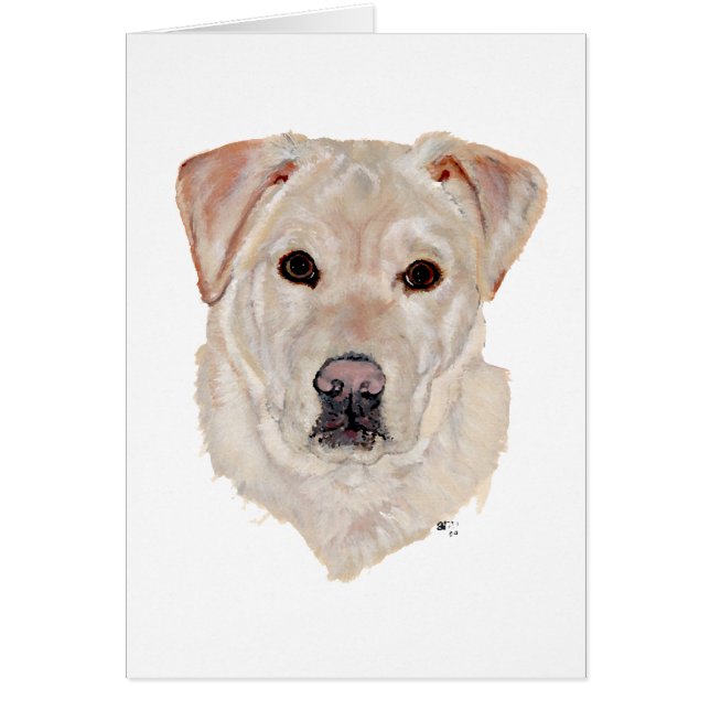 Labrador Retriever Jaune (Devant)