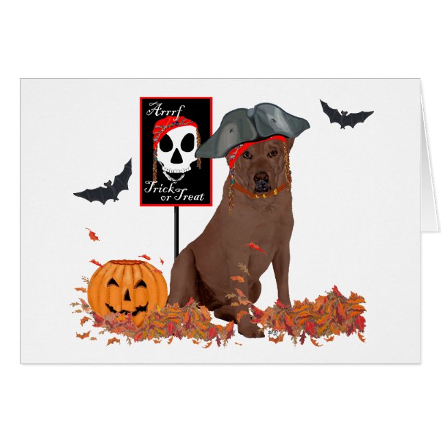 Labrador Retriever Marron Pirate (Devant horizontal)