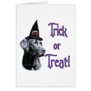 Labrador Retriever (noir)Trick