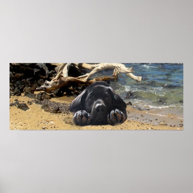 Labrador Retriever Poster Beach (Devant)