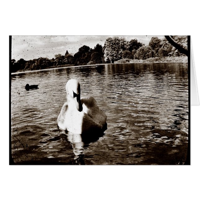 Lac swan (Devant horizontal)