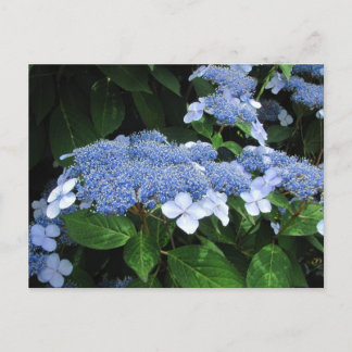Lacecap Hydrangea ~ carte postale