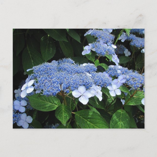 Lacecap Hydrangea ~ carte postale (Devant)