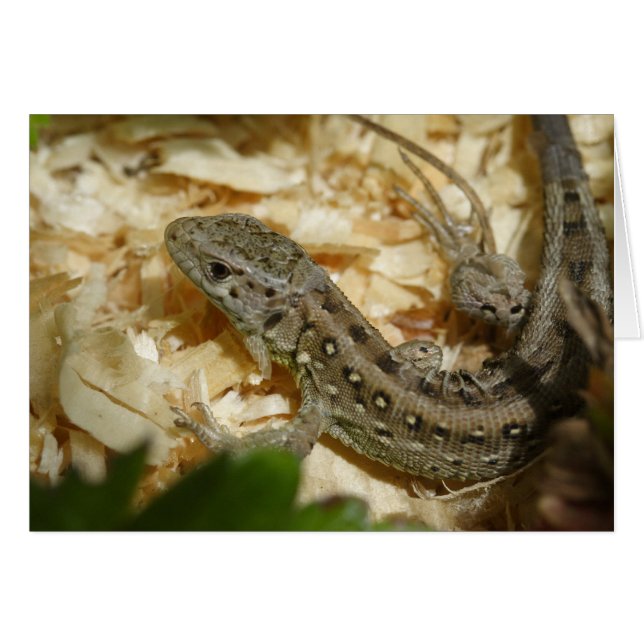 Lacerta agilis (Devant horizontal)