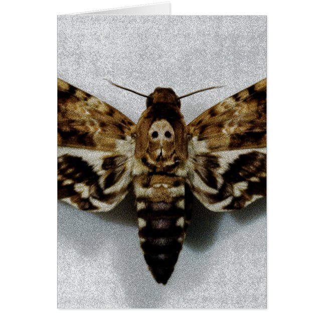 Lachesis d'Acherontia de sphinx de la tête de mort (Devant)