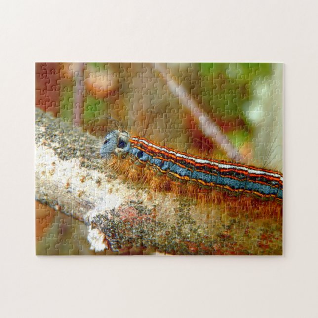 Lackey Moth Caterpillar Photo Puzzle avec boîte ca (Horizontal)
