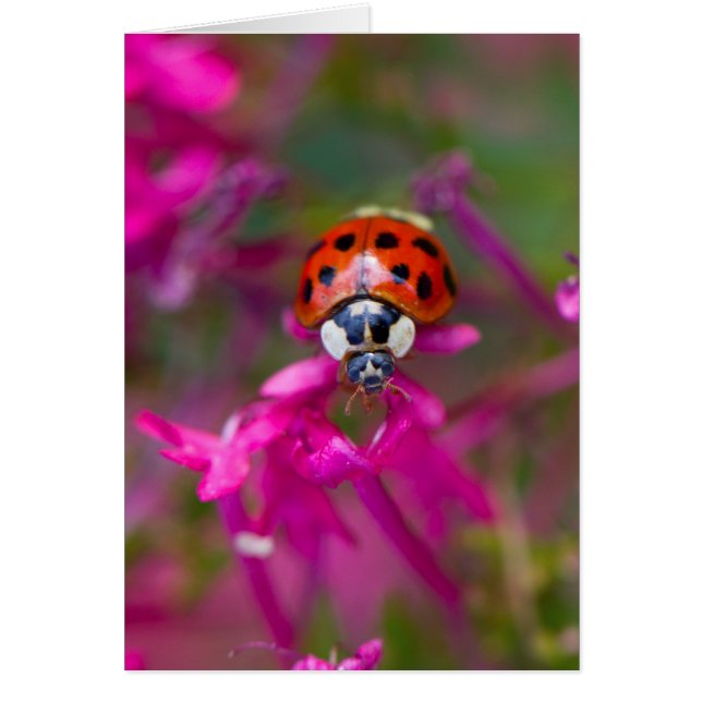 Ladybird rouge noire sur les fleurs roses (Devant)