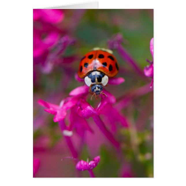 Ladybird rouge noire sur les fleurs roses (Devant)