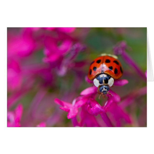 Ladybird rouge noire sur les fleurs roses (Devant Horizontal)