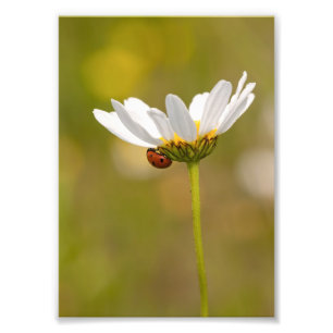 Ladybird sur Oxeye Daisy Photo Imprimer 5x7 pouces
