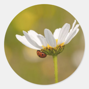 Ladybird sur Oxeye Daisy Round sticker
