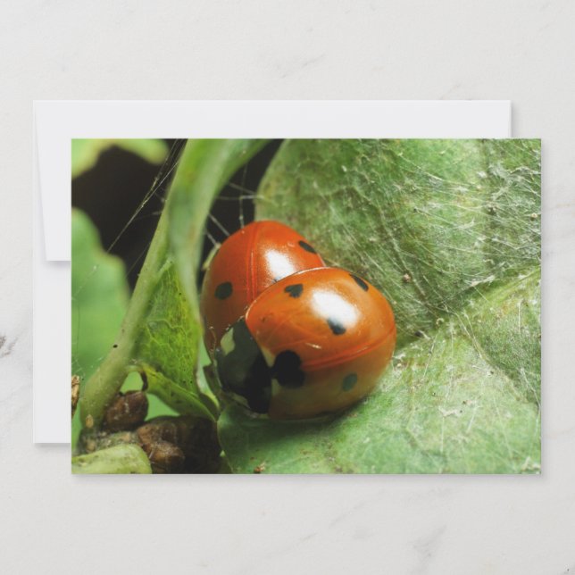 Ladybirds (Devant)