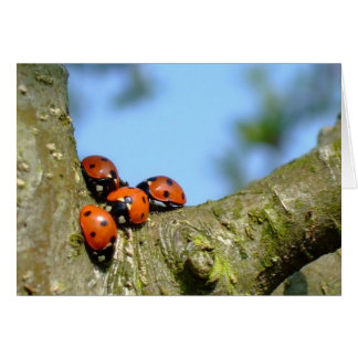 Ladybirds